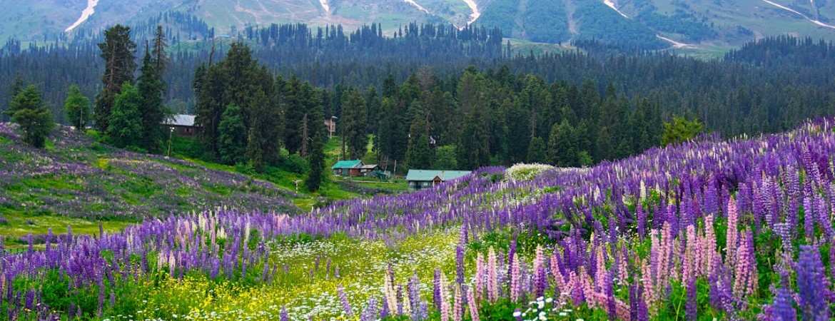 Golden triangle tour with kashmir | Veda Travels